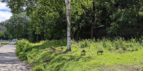 Parliament Hill Escarpment | Ottawa, Ontario, Canada | 2021